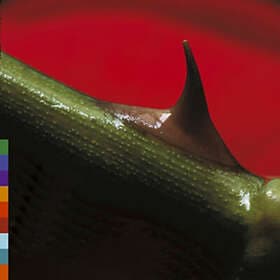 Nusrat Fateh Ali Khan Night Song CD