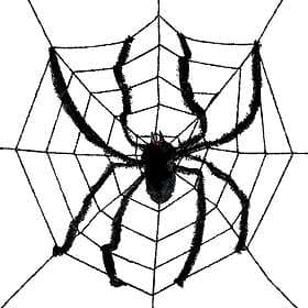 Large Spider Web with Spider