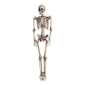Realistic Skeleton Prop