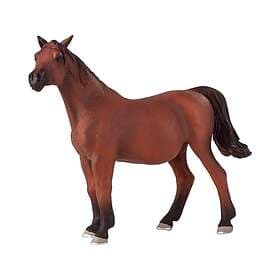Mojo Arabian Pregnant Mare