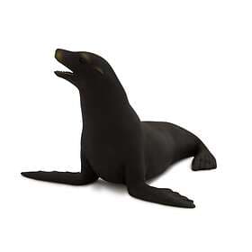Mojo Californian Sea Lion