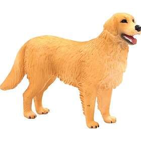 Mojo Golden Retriever Hund