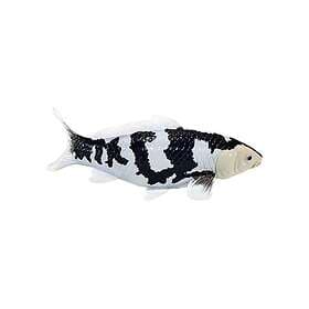 Mojo Sealife Koi Carp Shiro Utsuri Koi 381102