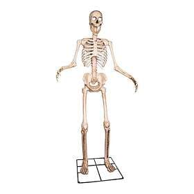 Samuel Alexander SA-HAL-SKELLY8 Giant Skeleton Decoration 240cm