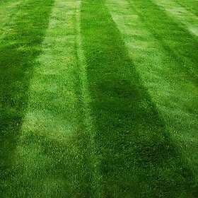Garden Lawncare Guy Dark Green Lawn Seed 5kg