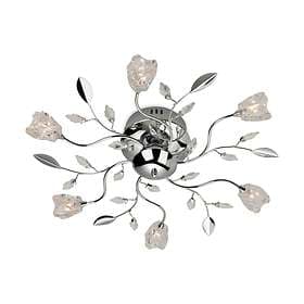Firstlight Cindy (6L)